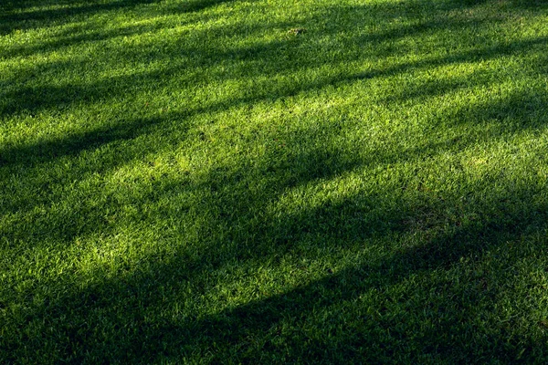 Feld mit frischem grünen Gras als Hintergrund, — Stockfoto