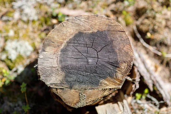 Пиляні деревини щілину — стокове фото
