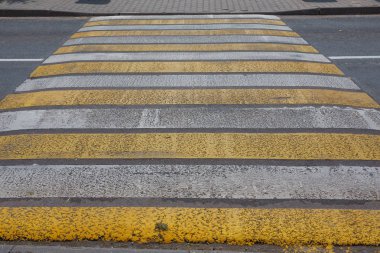 Zebra asfalt yolda çapraz yürür