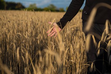 bir buğday alanında el