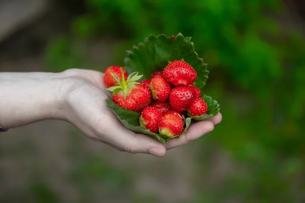 handful of strawberries in hands