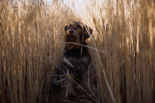 Schnauzer miniature chien Zwergschnauzer sur un champ de blé — Photo