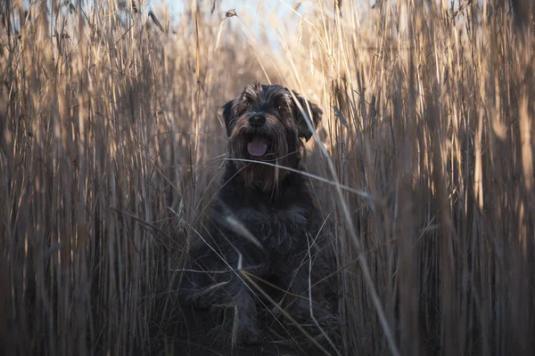 Schnauzer miniature chien Zwergschnauzer sur un champ de blé — Photo