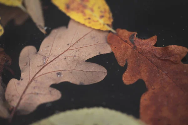 Herbstblätter im Wasser — Stockfoto