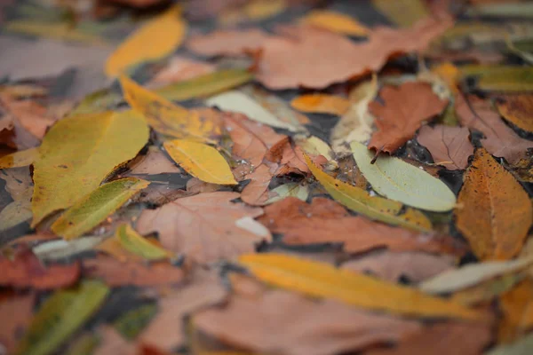 Autumn leaves in water — Stock Photo, Image