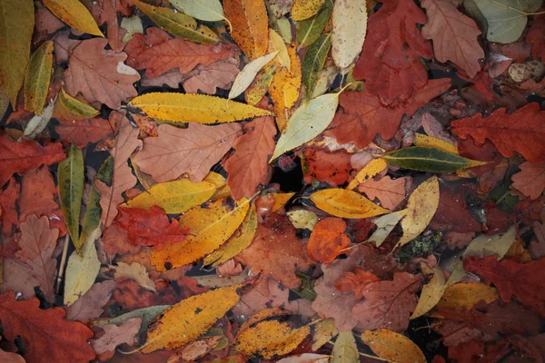 Background of multicolored leaves on water — Stock Photo, Image