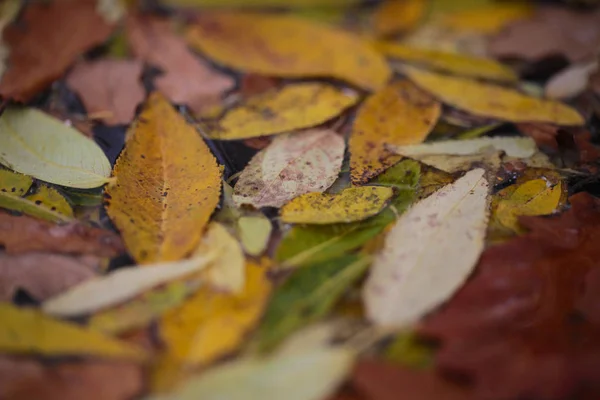 Herbstblätter im Wasser — Stockfoto