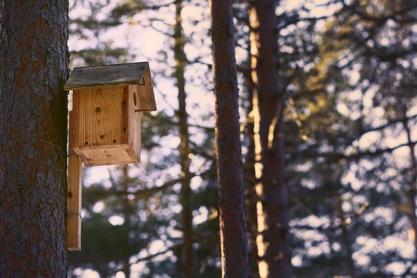 Birdhouse pe un pin în pădurea sălbatică . — Fotografie, imagine de stoc