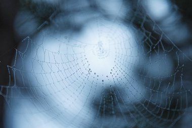 Orman ve ağaçların arka planına karşı örümcek ağı örümcek ağı arka planı