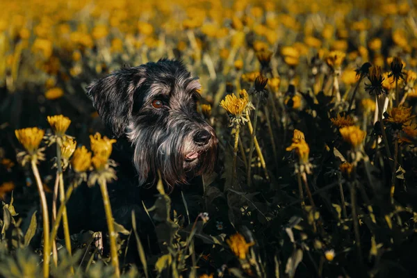 Schnauzer miniature chien Zwergschnauzer sur le terrain avec des fleurs — Photo