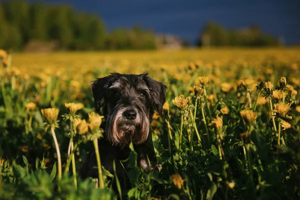 Schnauzer miniature dans le domaine — Photo