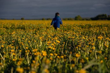 Bir yaz gününde karahindiba ile çocuk