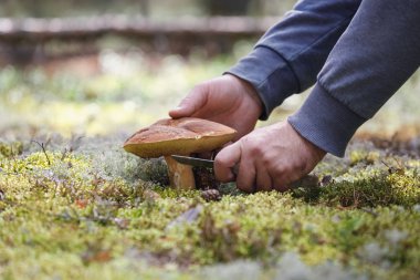 The search for mushrooms in the woods. man is cutting mushroom with a knife. clipart