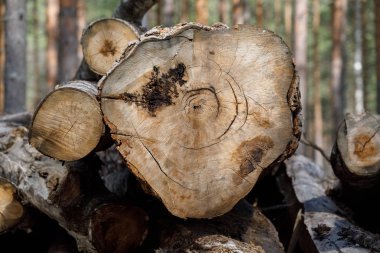 Kesilmiş ağaç gövdesini kapatın. kesilen orman