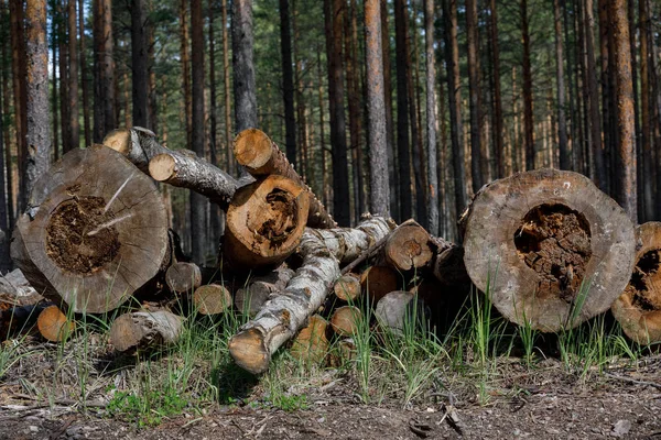 Närbild av klippta trädstam. avverkad skog — Stockfoto