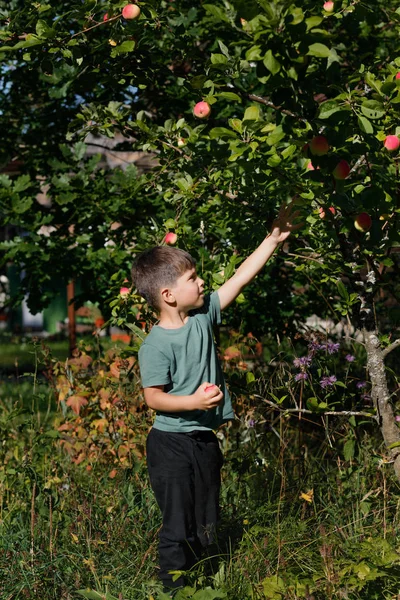 Mladý chlapec v jablečným sadu, která vybírá ovoce — Stock fotografie