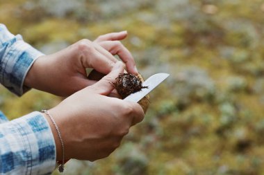 Ormanda mantar aramak. Mantar toplayıcı. Kadın bıçakla beyaz mantar kesiyor. Bir kadının elleri, bir bıçak, mantarlar.