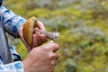 Mantar gösteren bir adamın eli. Mushroomer. Lezzetli yenilebilir mantar, Boletus edulis güzel bir çam ormanında