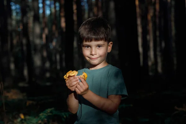 Dítě chodí do lesa a vybírá houby. sluneční paprsek — Stock fotografie