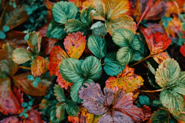 Bunte und helle Hintergrund aus Herbstblättern. — Stockfoto