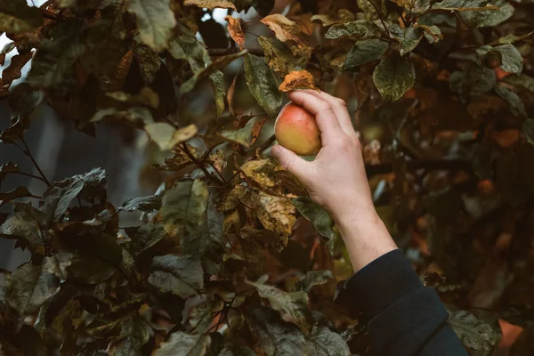 Mit einem frisch gepflückten Apfel im Garten — Stockfoto