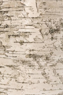 huş ağacının kabuğunun dokusu. Ahşap yakın plan arkaplanı