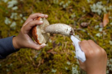 Küçük bir çocuk ormanda mantar temizliyor. Ormanda mantar arıyor.. 