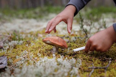 Küçük bir çocuk ormanda mantar temizliyor. Ormanda mantar arıyor.. 