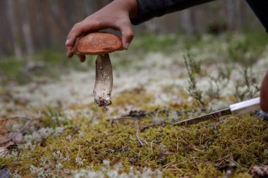 Küçük bir çocuk ormanda mantar temizliyor. Ormanda mantar arıyor.. 