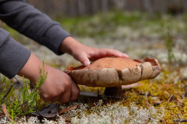Küçük bir çocuk ormanda mantar temizliyor. Ormanda mantar arıyor.. 