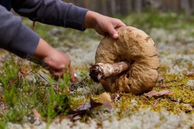 Küçük bir çocuk ormanda mantar temizliyor. Ormanda mantar arıyor.. 