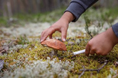 Küçük bir çocuk ormanda mantar temizliyor. Ormanda mantar arıyor.. 