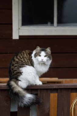 Evin verandasındaki kedi. Kameraya bak.