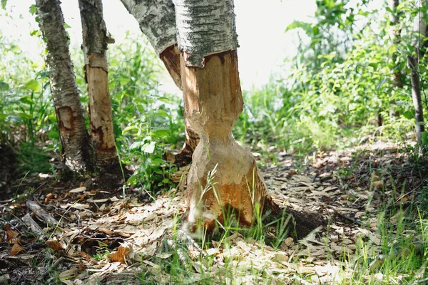 Грильоване дерево в лісі бур'янами — стокове фото