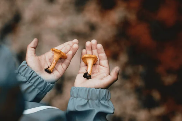 Fuchspilze in der Hand. Ein Junge sammelt Pilze — Stockfoto