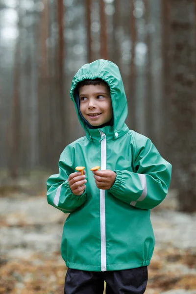 A boy in a raincoat collects fox mushrooms in the forest. Child collecting mushrooms.