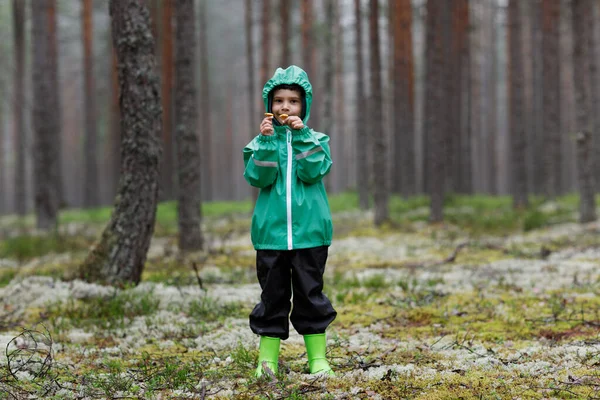 Funghi volpe in mano. Un raccoglitore di funghi ragazzo mantiene — Foto Stock