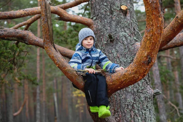 Chłopiec na drzewie. Dziecko siada na gałęzi sosny — Zdjęcie stockowe