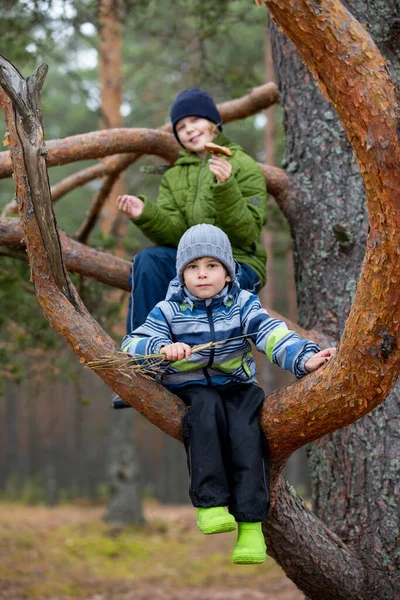 Dziecko siedzi na gałęzi. chłopiec i dziewczyna na drzewie — Zdjęcie stockowe