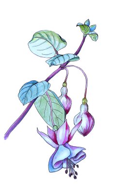 Fuşya suluboya çiçek kroki