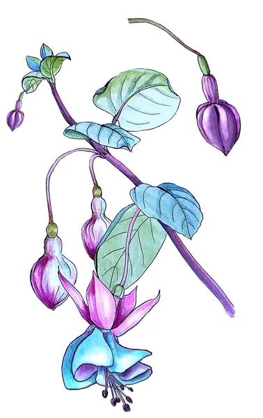 Acuarela fucsia flor boceto —  Fotos de Stock