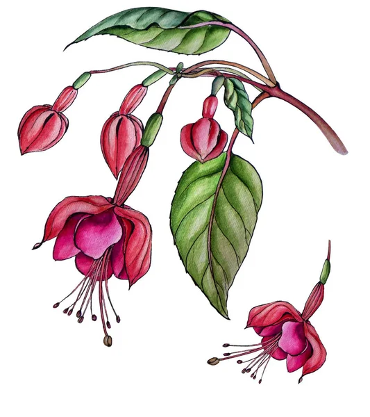 sketch of fuchsia flowers