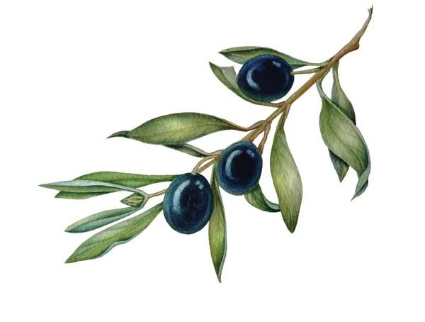 Aquarel olijf oliva tak met olijven geïsoleerd — Stockfoto