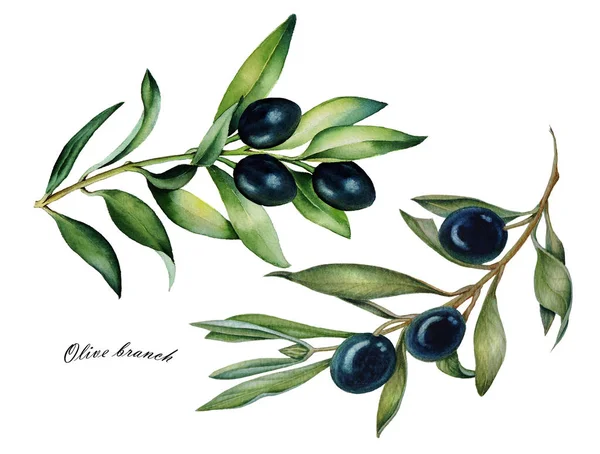 Aquarel set oliva tak met olijven geïsoleerd — Stockfoto