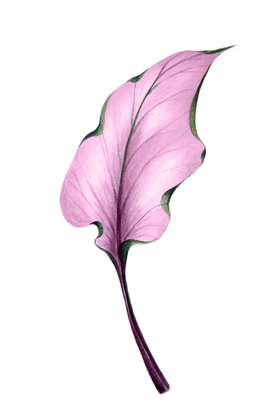 透明ピンクレオパード葉カラを抽象化します。 — ストック写真