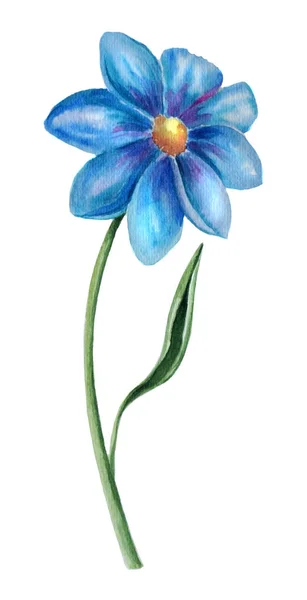 Zwei blaue Blumen — Stockfoto