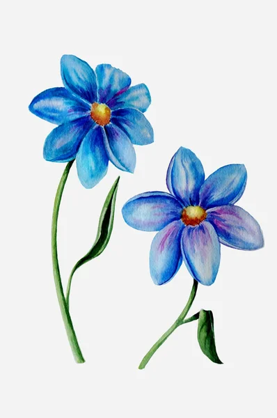 Satz von Aquarell-Illustration von zwei blauen Blumen — Stockfoto