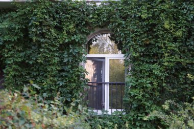 Windows içinde eski bölge St. Petersburg sarmaşık kaplı bir yaz akşamı.