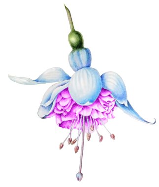 Beautiful Botanical watercolor illustration of a white-pink fuchsia flower clipart