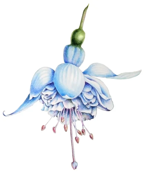 Bir Beyaz Fuşya çiçek güzel botanik suluboya çizimi — Stok fotoğraf